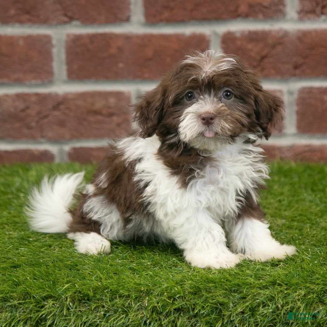 Havanese dogs for sale: Mya - Image 5