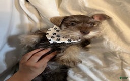 Miniature Schnauzer dogs for sale: Izzy - Image 3