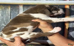 Great Dane dogs for sale: Heidi - Chocolate Harlequin - Image 3
