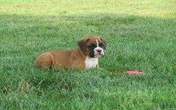 Boxer dogs for sale: Trooper - Image 2