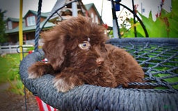 Havapoo dogs for sale: Bubbles - Image 6