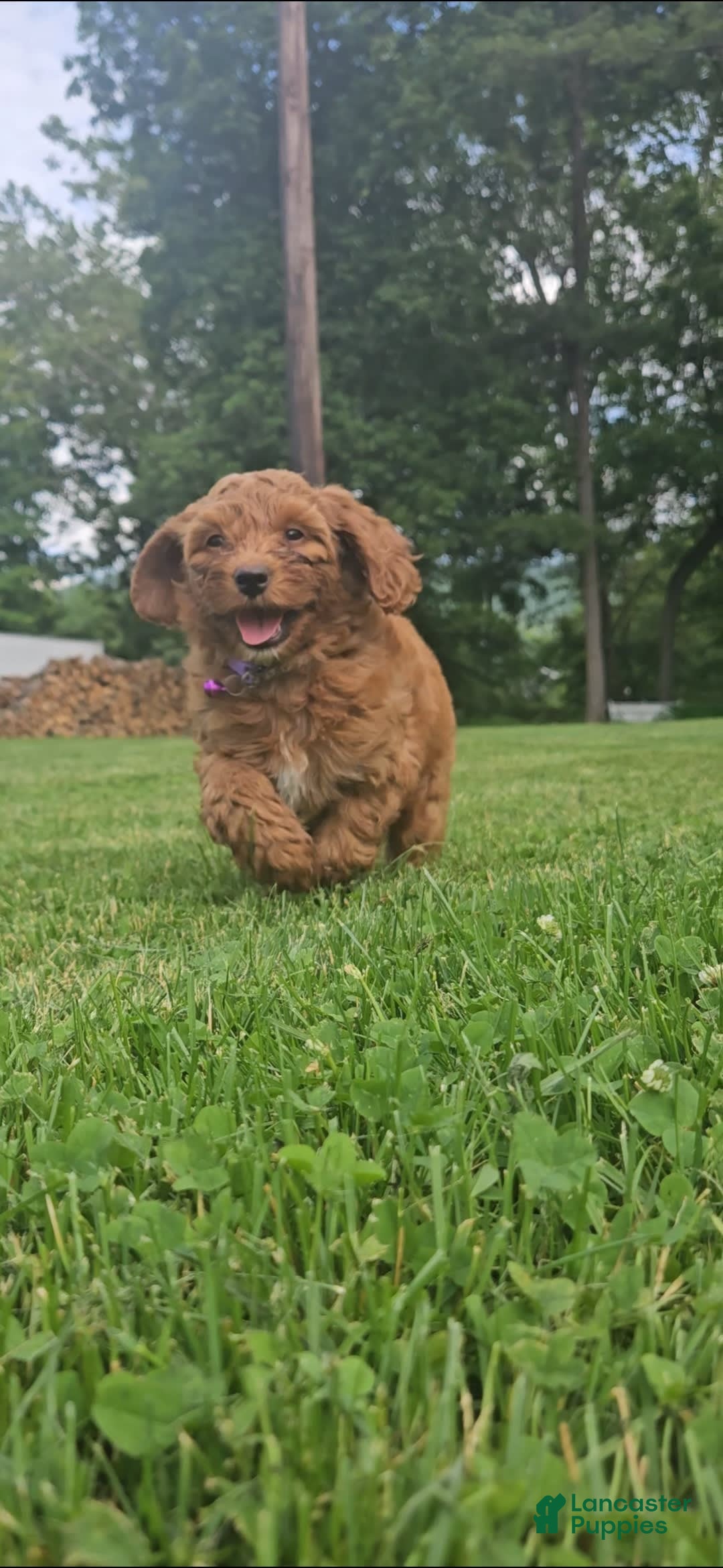 Miniature Poodle dogs for sale: Amber - Image 1