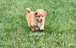Miniature Poodle dogs for sale: Graham - Image 1