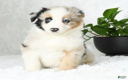 Australian Shepherd dogs for sale: Barley - Image 3