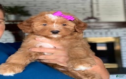 Bernedoodle dogs for sale: Amber - Image 2