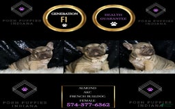 French Bulldog dogs for sale: Almond - Image 1