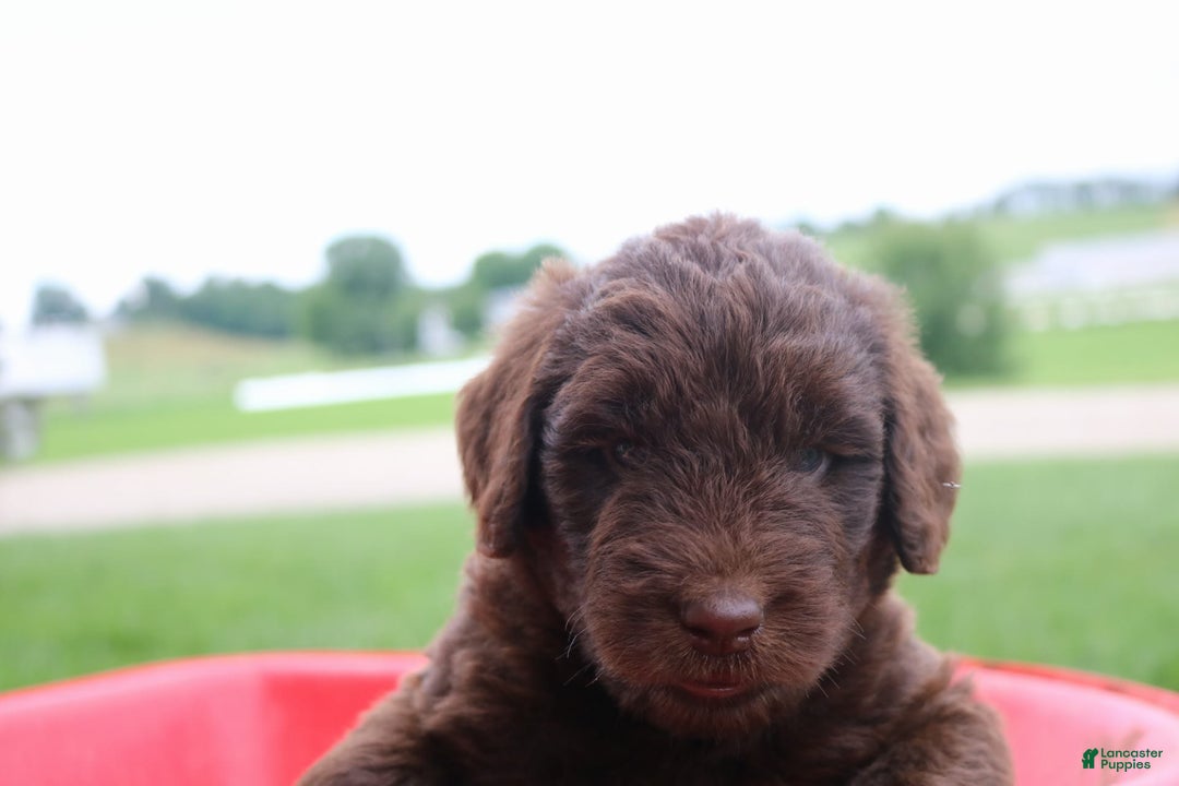 Newfypoo dogs for sale: Nickel - Image 2