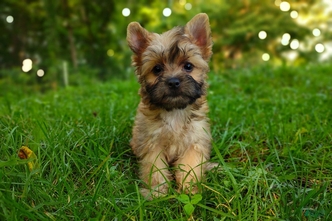 Morkie dogs for sale: Rare Gold Sable Firefly - Image 4