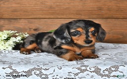 Miniature Dachshund dogs for sale: Dancer - Image 2