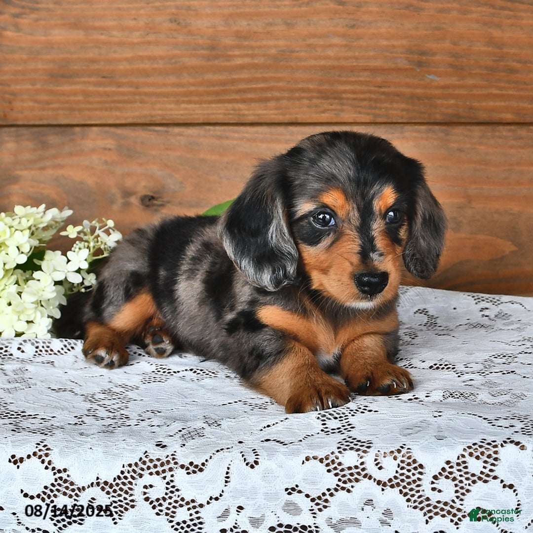 Miniature Dachshund dogs for sale: Dancer - Image 2