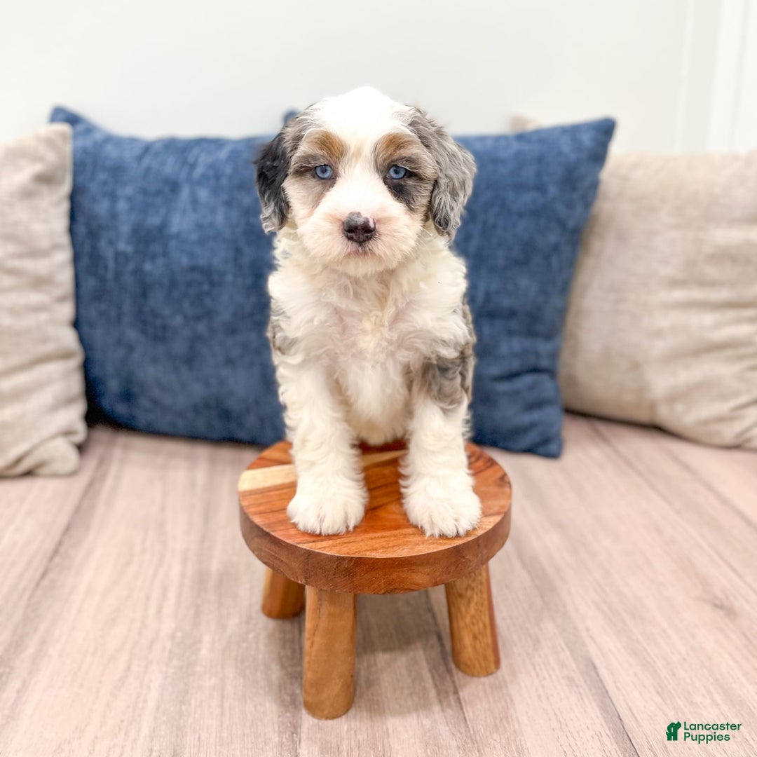 Mini Bernedoodle dogs for sale: Molly - Image 1