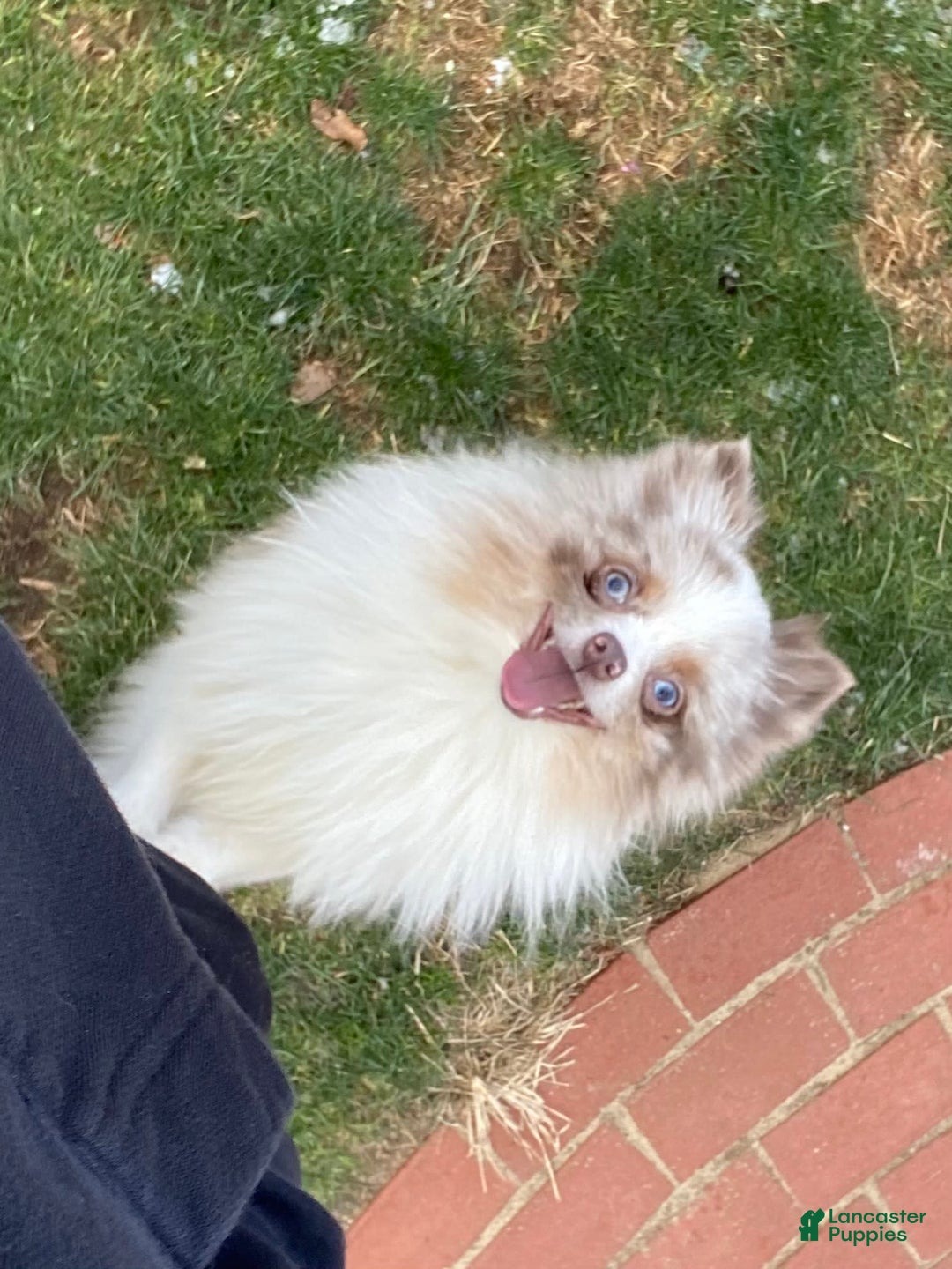 Pomeranian dogs for sale: Cloud - Image 1