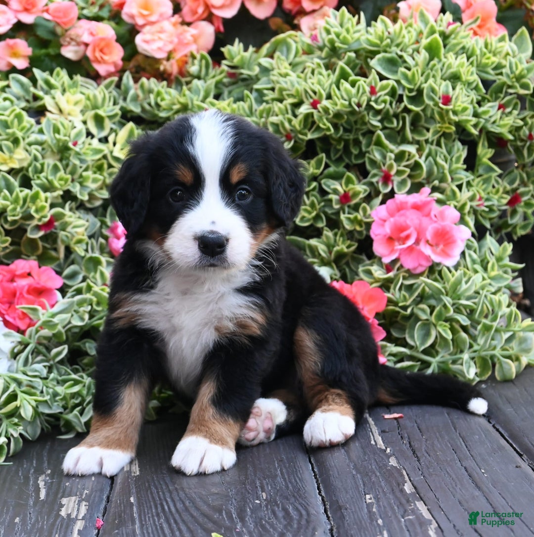 Bernese Mountain Dog dogs for sale: Izzy - Image 2