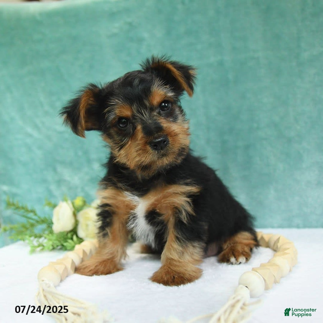 Yorkshire Terrier dogs for sale: Emmett - Image 6