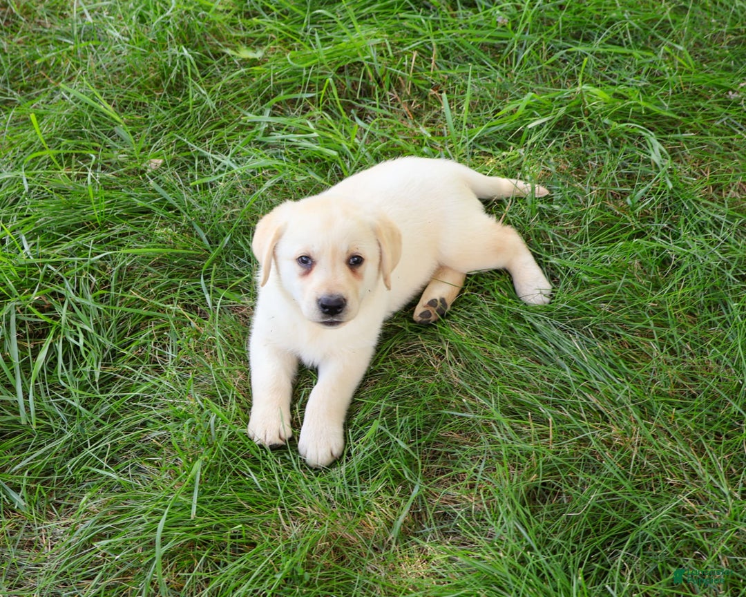 Labrador Retriever dogs for sale: Labrador Retriever 8 puppies - Image 13