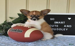 Papillon dogs for sale: Pluto - Image 20