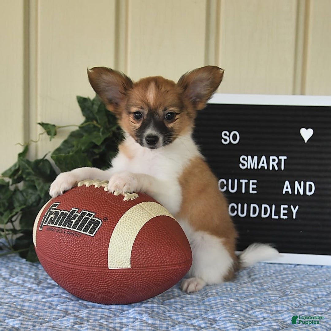 Papillon dogs for sale: Pluto - Image 20