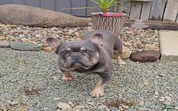 French Bulldog dogs for sale: Lilac - Image 17