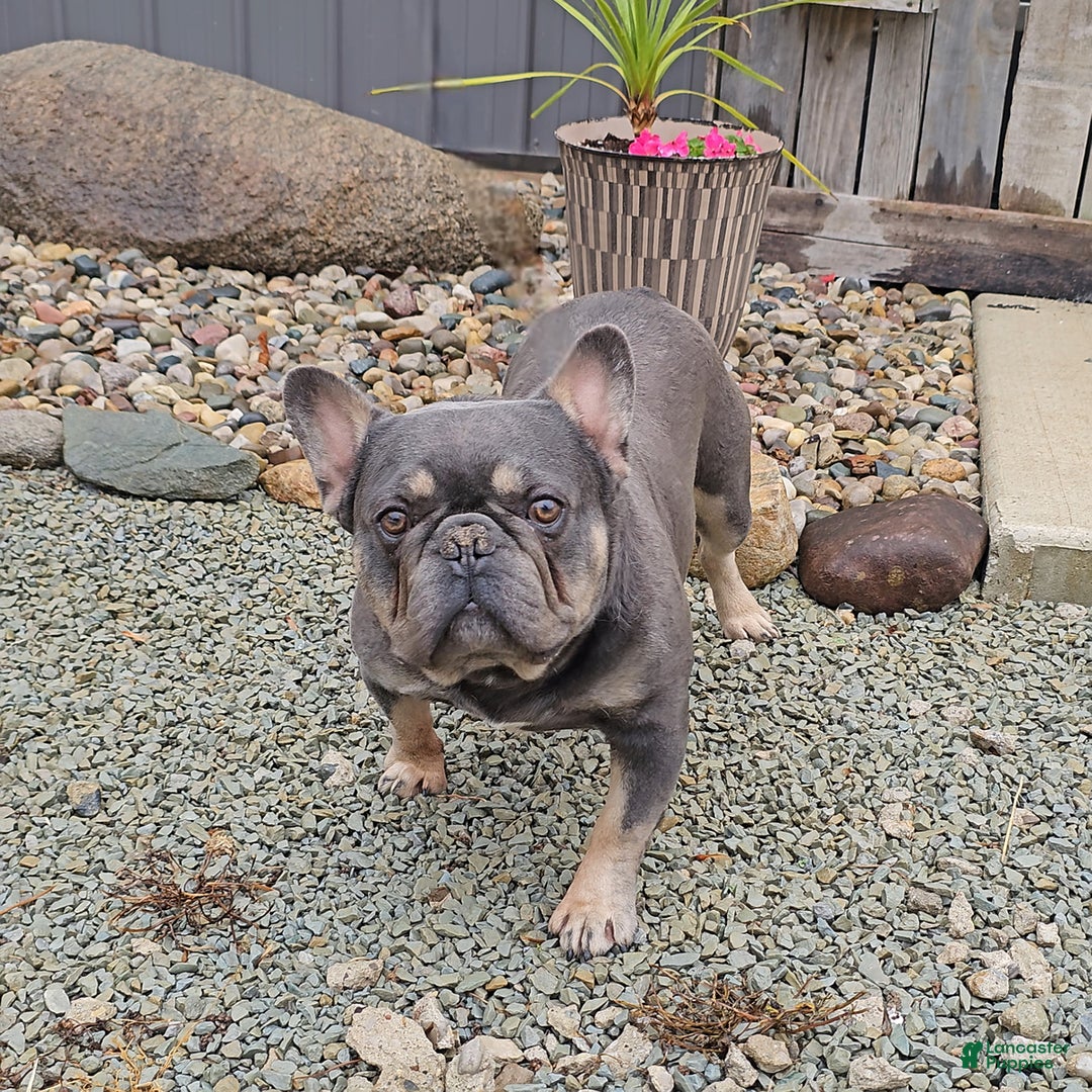 French Bulldog dogs for sale: Lilac - Image 17