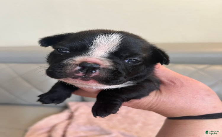 French Bulldog dogs for sale - Ad 3