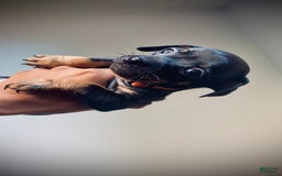 Dachshund dogs for sale: Naruto - Image 2