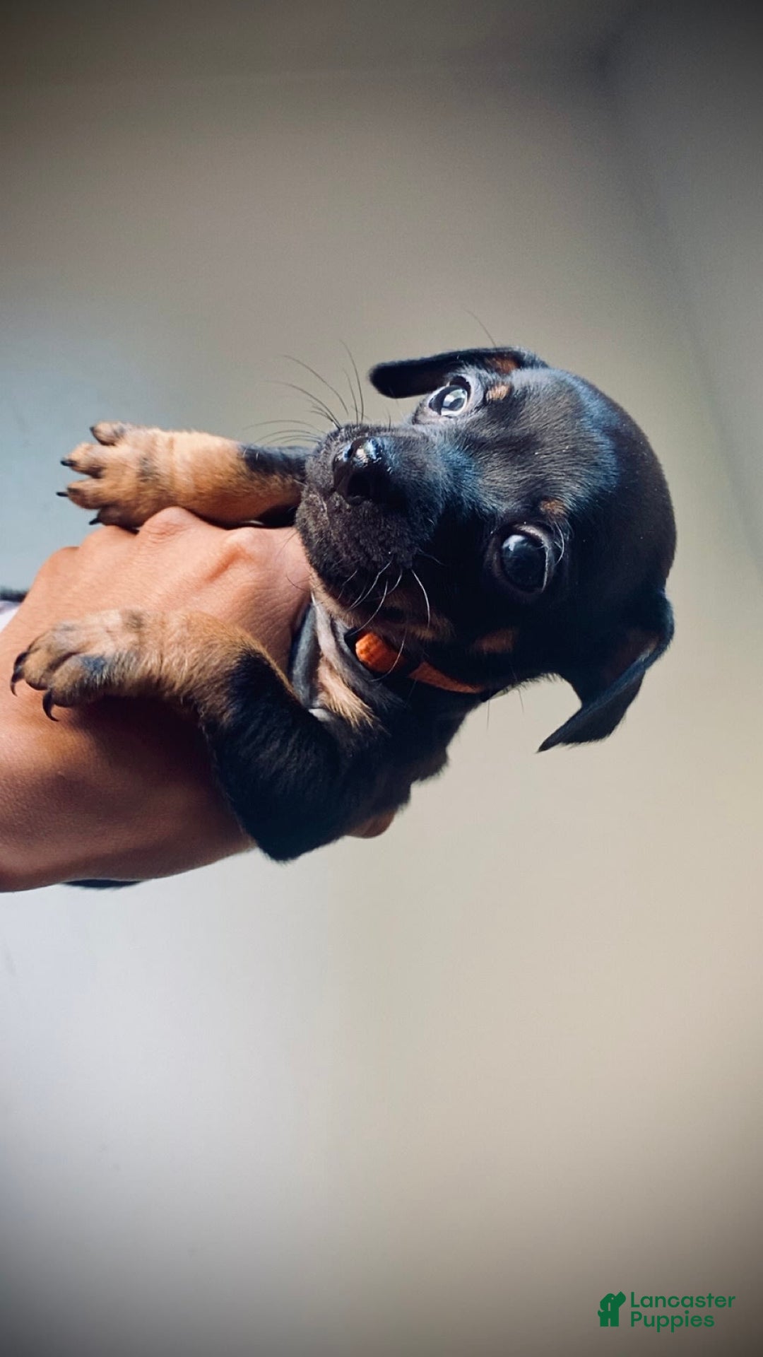 Dachshund dogs for sale: Naruto - Image 2