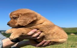 Golden Retriever dogs for sale: Honey - Image 25