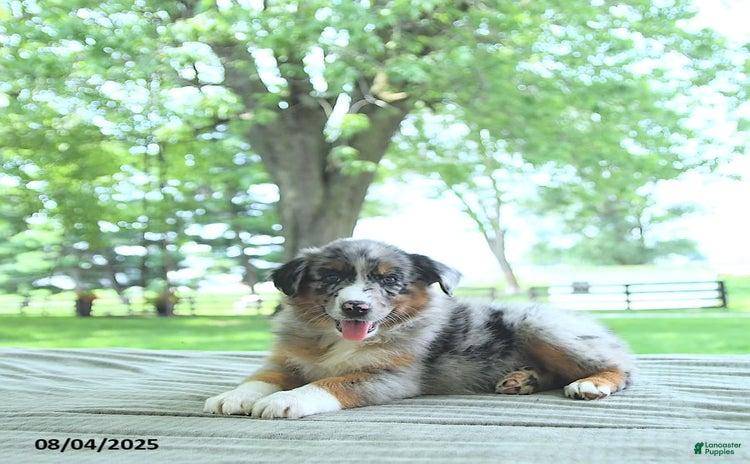 Australian Shepherd dogs for sale - Ad 2