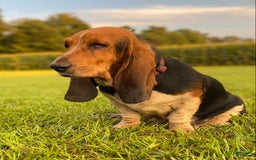 Basset Hound dogs for sale: Isabelle - Image 24
