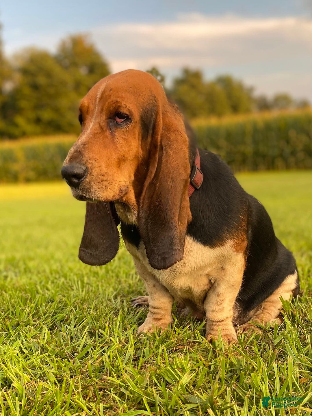 Basset Hound dogs for sale: Isabelle - Image 24