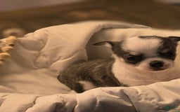 Chihuahua dogs for sale: Wren - Image 2