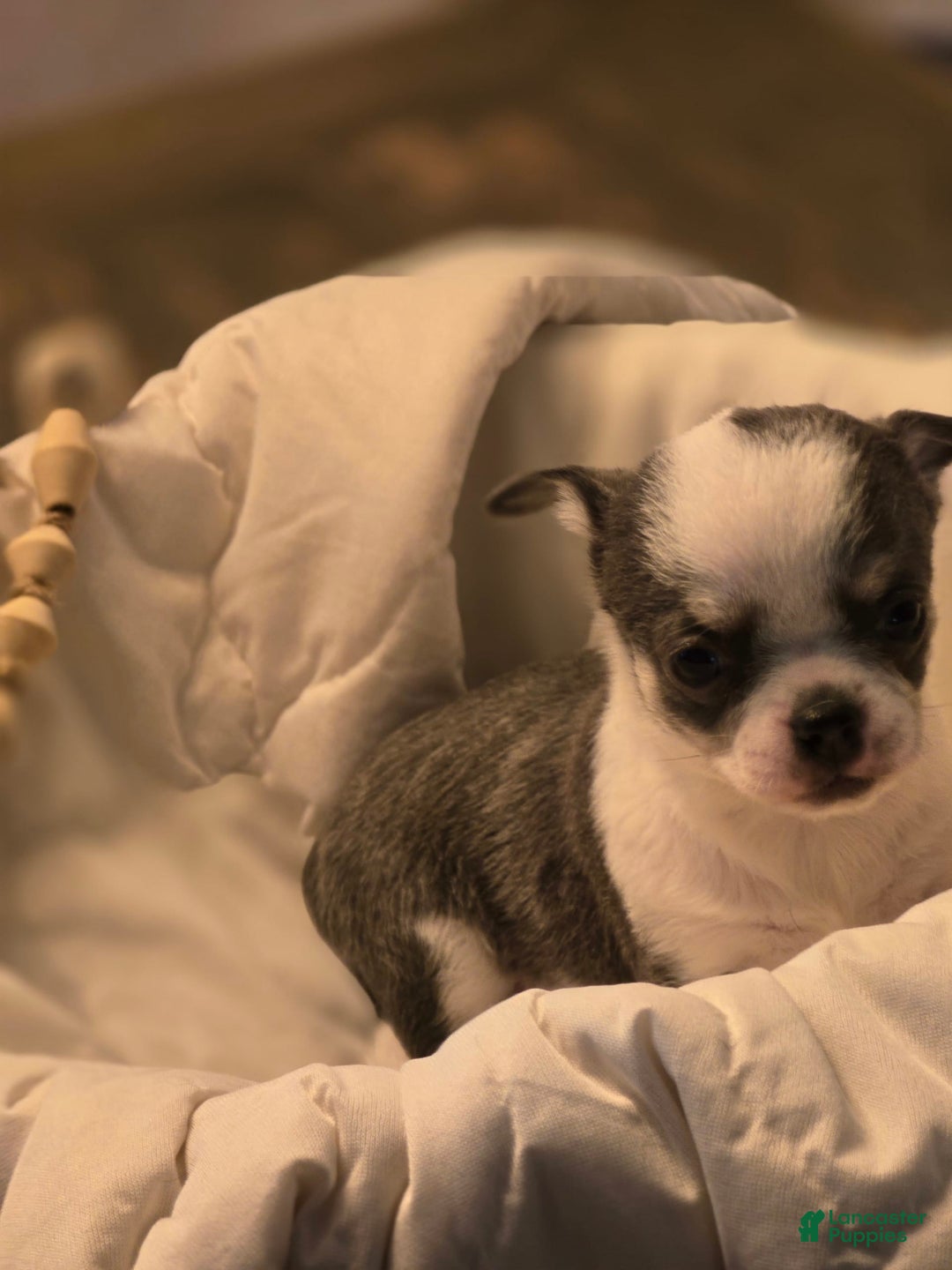 Chihuahua dogs for sale: Wren - Image 2