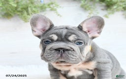 French Bulldog dogs for sale: Bubba - Image 2