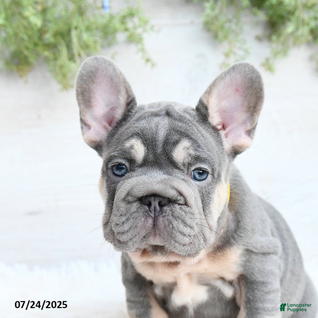 French Bulldog dogs for sale: Bubba - Image 2