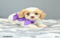 Cavapoo dogs for sale: Slippers - Image 5