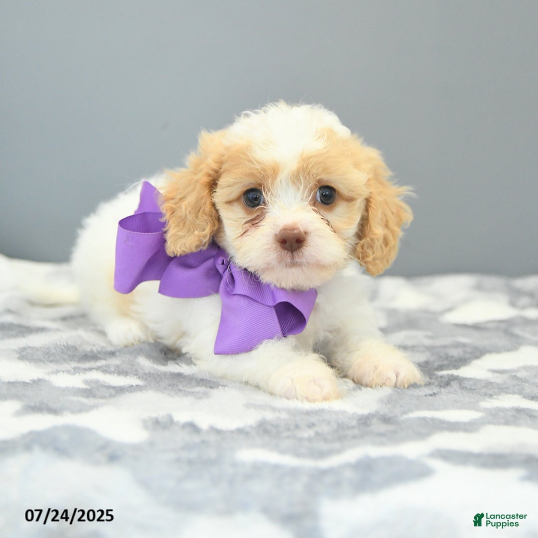 Cavapoo dogs for sale: Slippers - Image 5