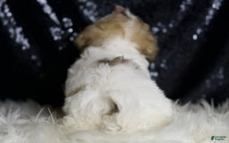 Maltipoo dogs for sale: Banjo - Image 2