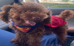 Toy Poodle dogs for sale: Missy - Image 5