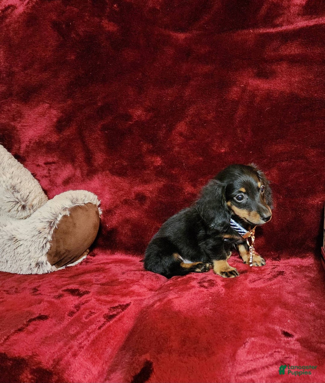 Miniature Dachshund dogs for sale: Ryder - Image 3