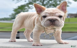French Bulldog dogs for sale: Rayna Big Rope Velvet Fluffy - Image 8