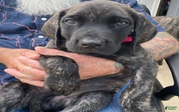 English Mastiff dogs for sale: Lilo - Image 6