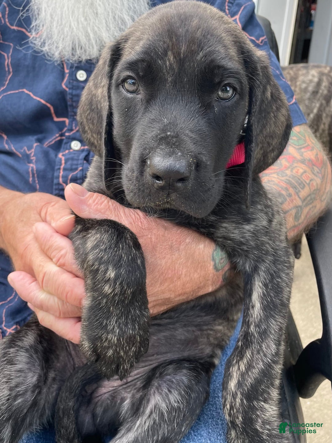 English Mastiff dogs for sale: Lilo - Image 6