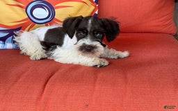Miniature Schnauzer dogs for sale: Paisley Female 2 Liver Parti - Image 3