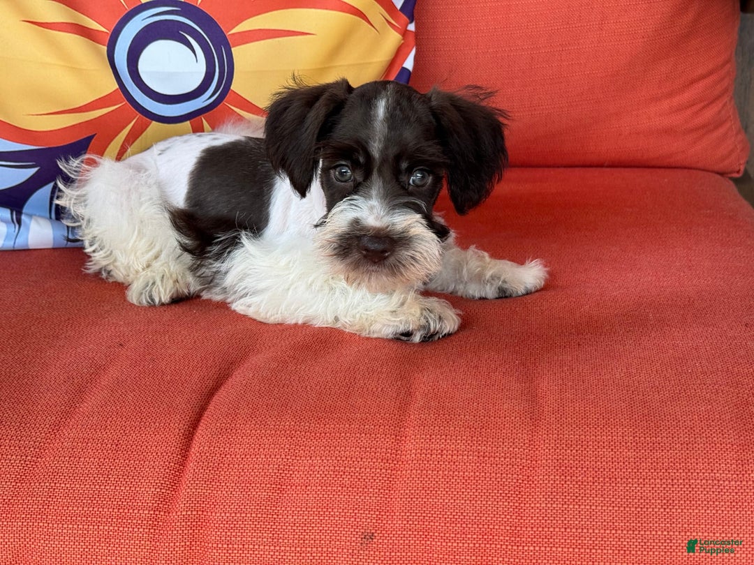 Miniature Schnauzer dogs for sale: Paisley Female 2 Liver Parti - Image 3