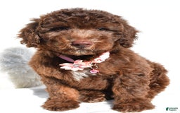 Mini Aussiedoodle dogs for sale: Espresso - Image 1
