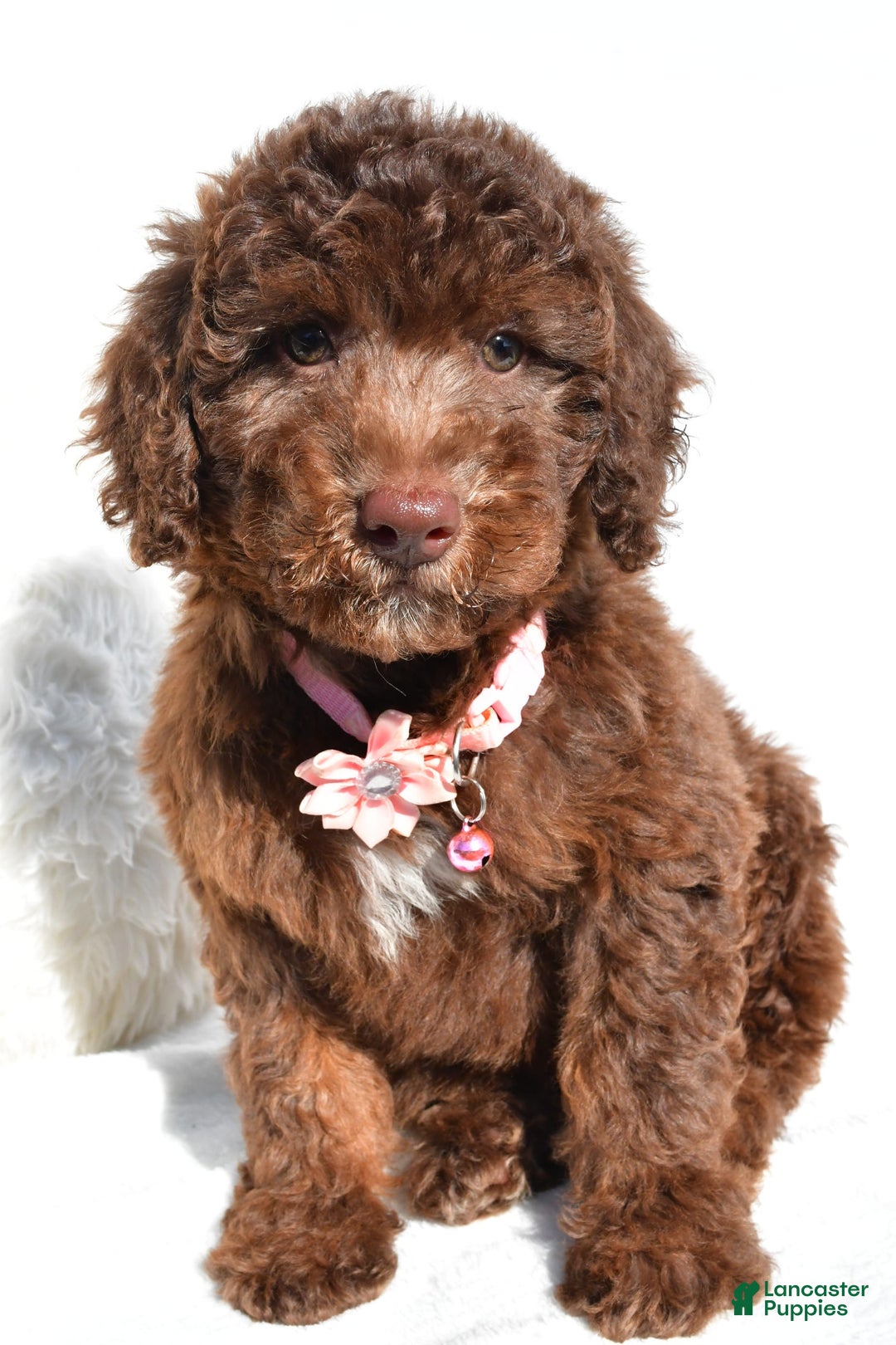 Mini Aussiedoodle dogs for sale: Espresso - Image 1
