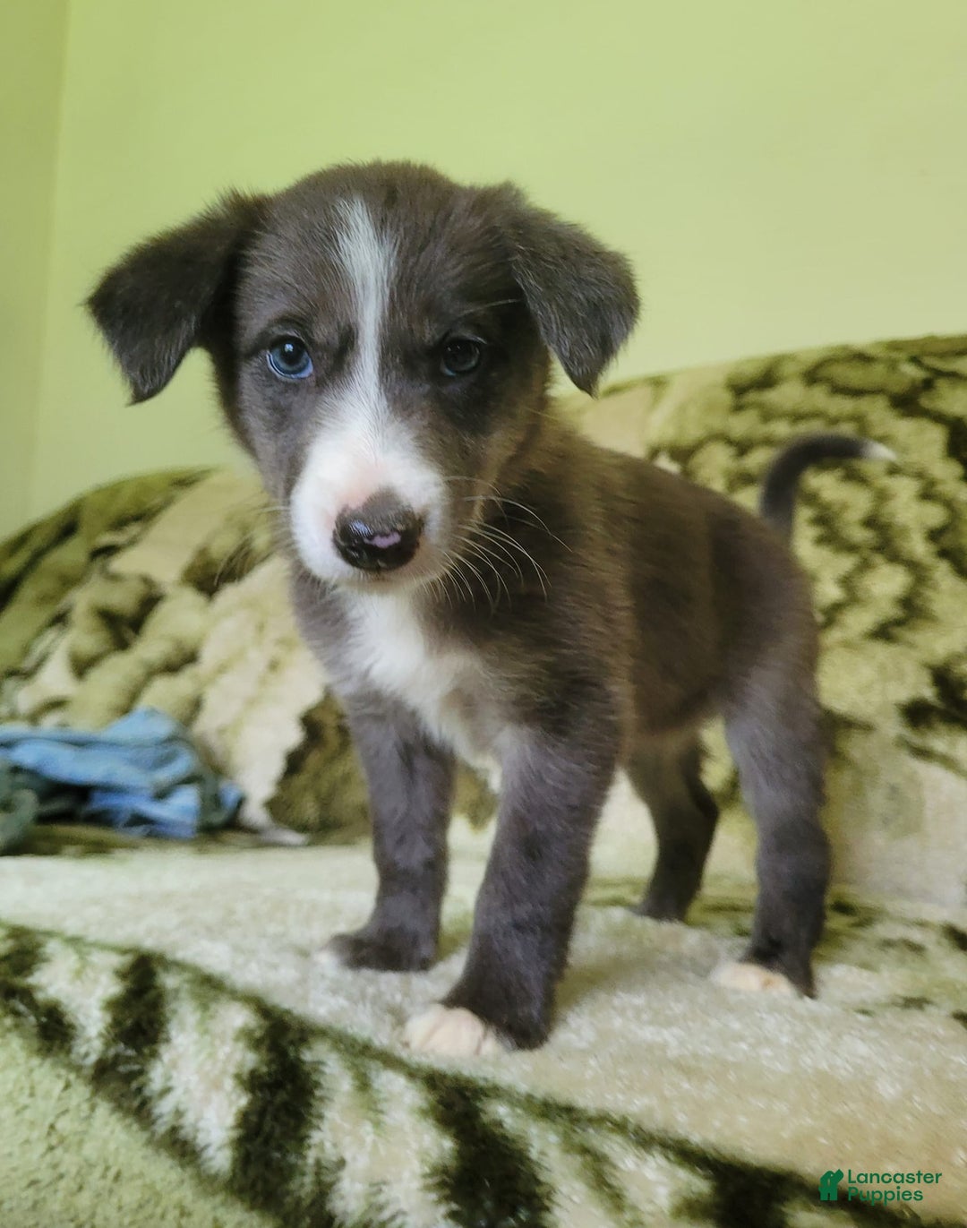 Border Collie dogs for sale: Bethany - Image 6