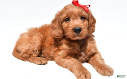 Mini Goldendoodle dogs for sale: Travis - Image 2