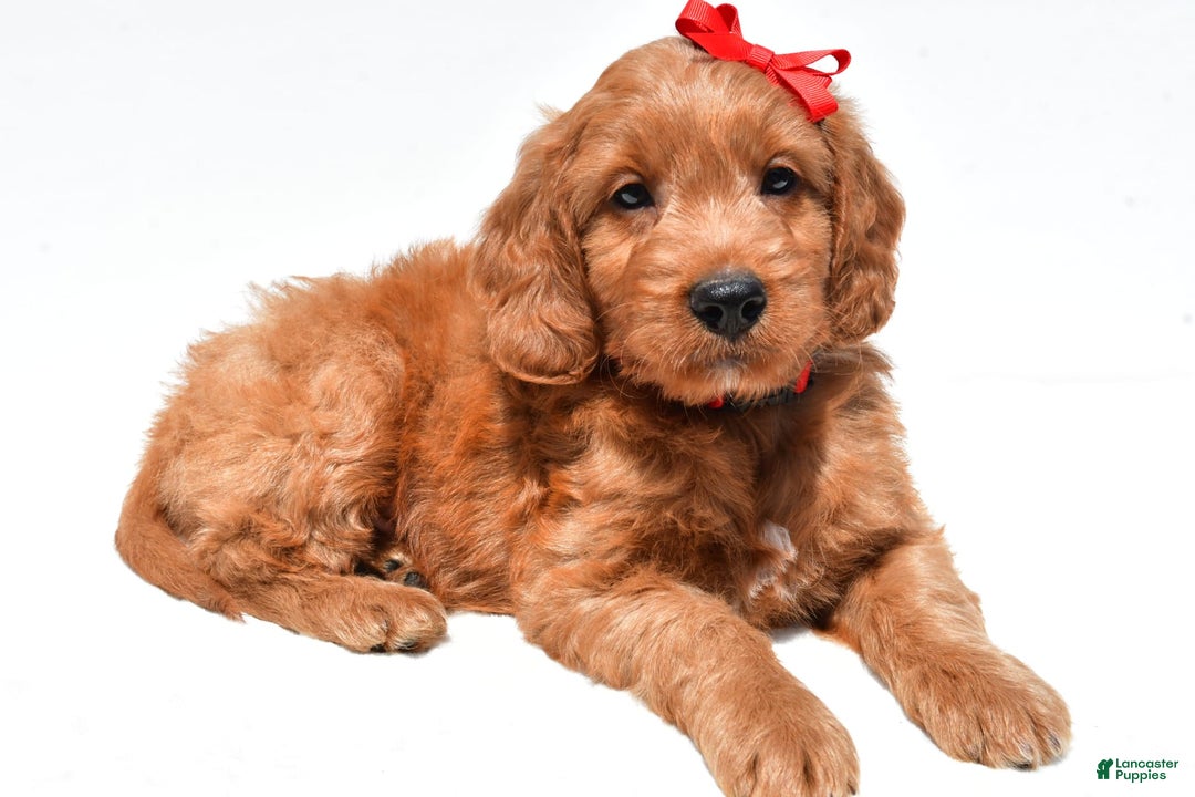 Mini Goldendoodle dogs for sale: Travis - Image 2