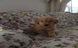 Golden Retriever dogs for sale: Starburst - Image 27
